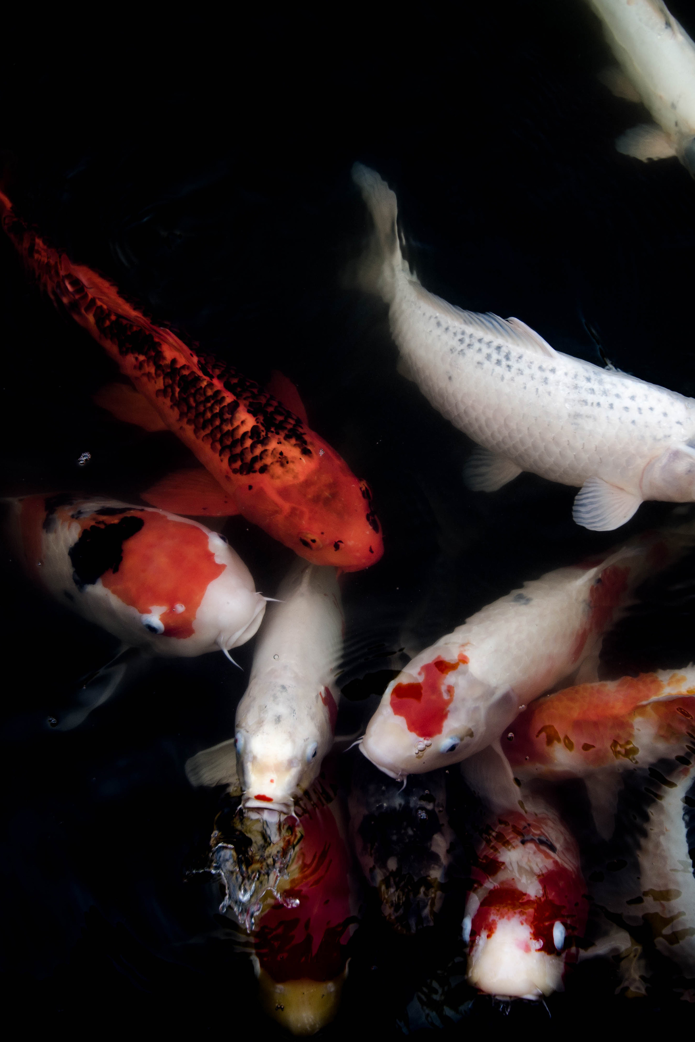 koi.jpg