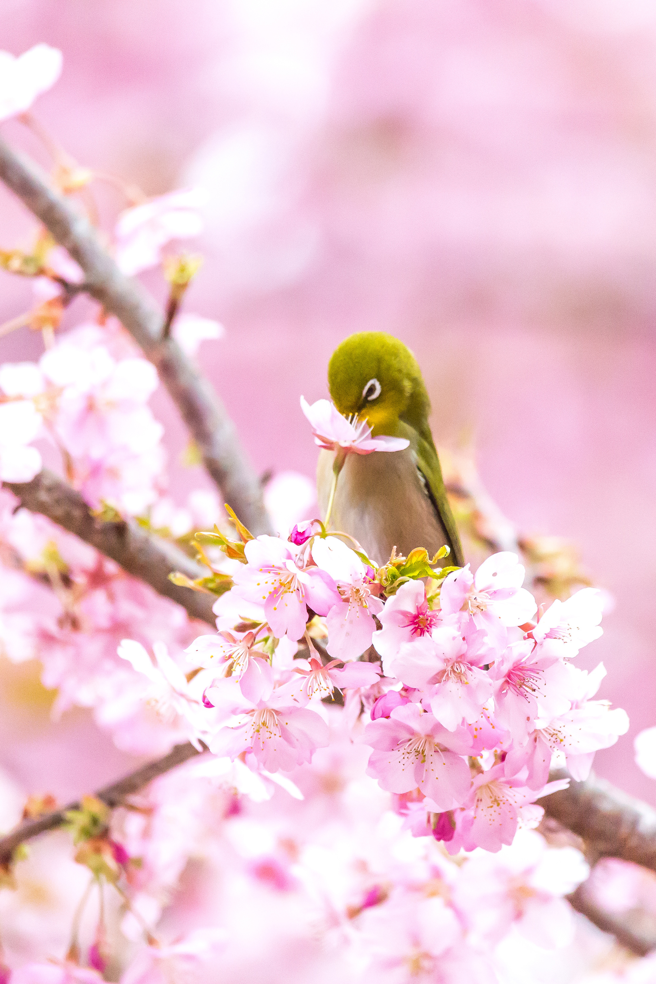 sakura_22203330.jpg