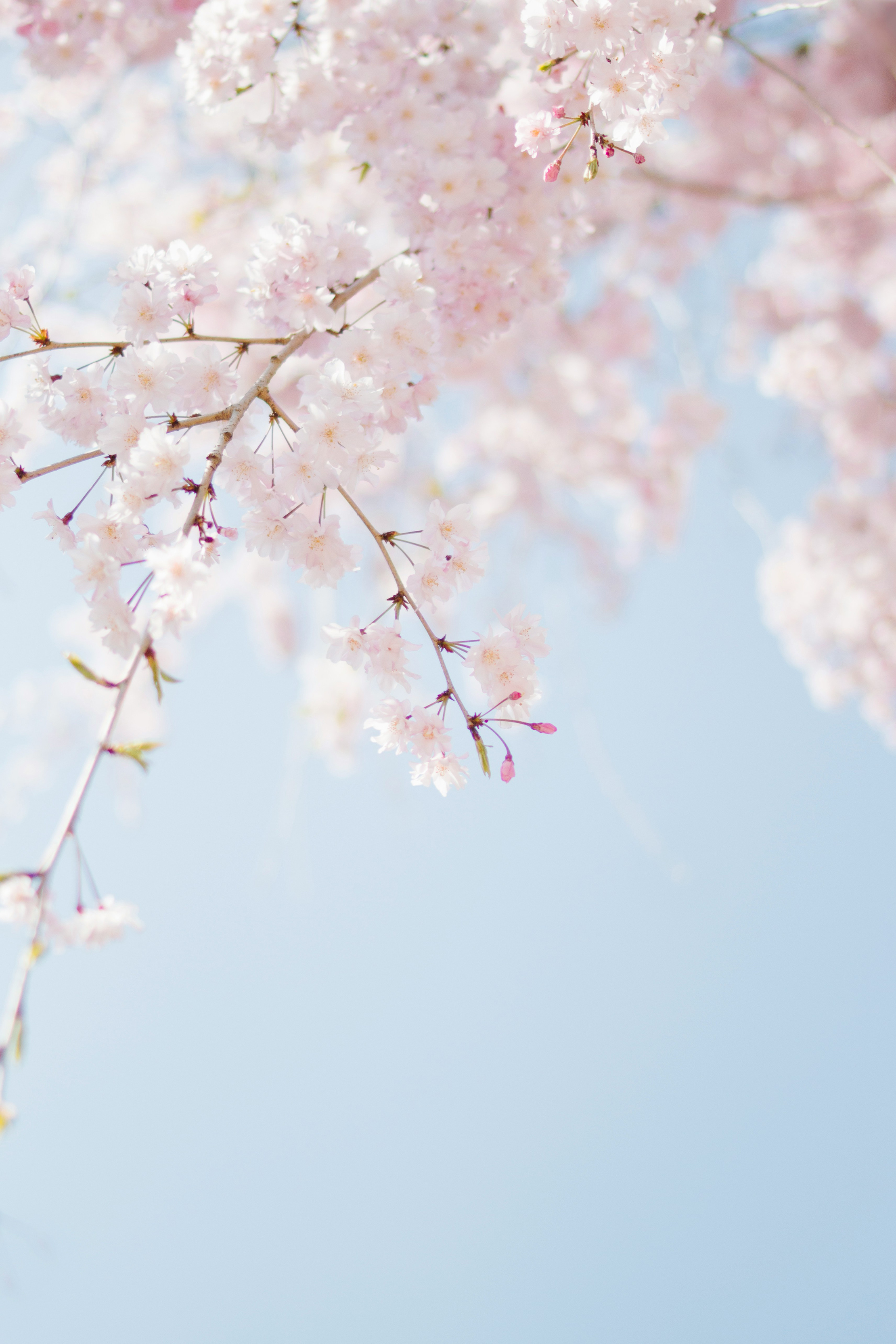 tomoko-uji-eriukjwcdji-unsplash_20240522160046644.jpg
